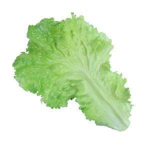Replica Lettuce Leaf
